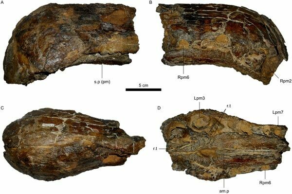 Oxalaia is described off of only two partial skull bones.  Its teeth and cranium had a few distinct features not seen in other spinosaurids or theropods,